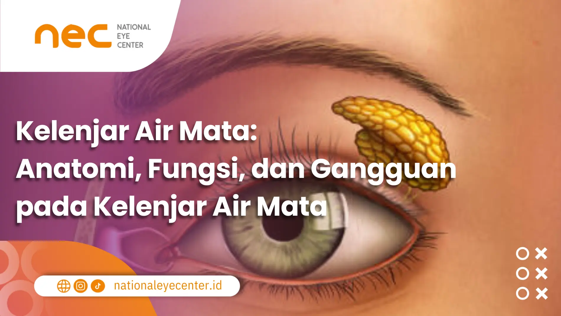 Kelenjar Air Mata: Anatomi, Fungsi, dan Gangguan pada Kelenjar Air Mata